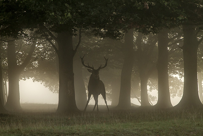 Stag Splits