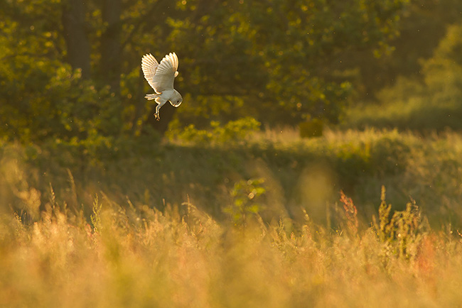 Barn Owl, Papercourt Meadows