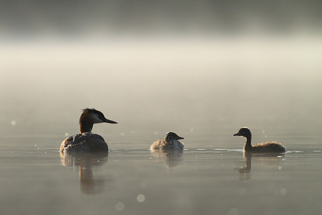 Grebe Family