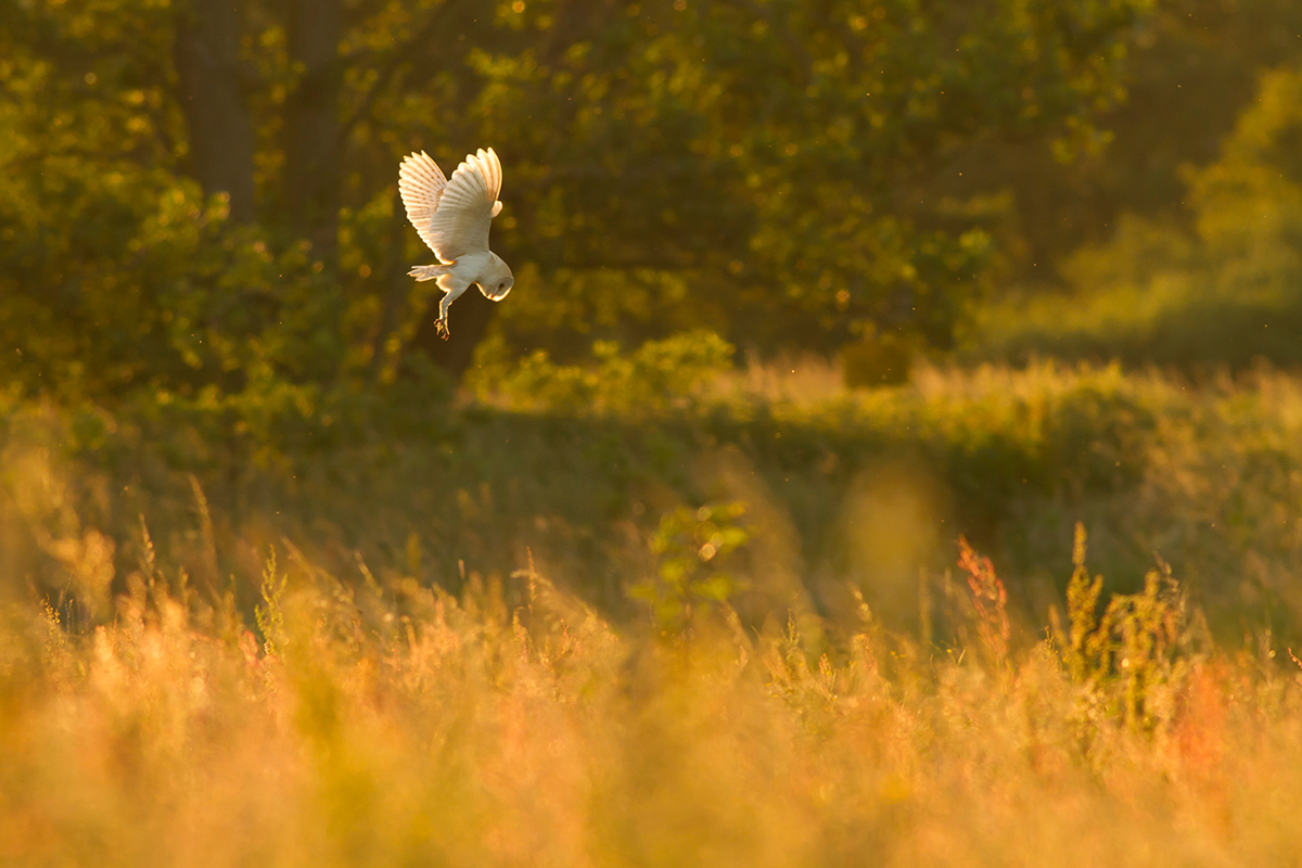 Barn Owl, Papercourt Meadows. Shortlisted, BWPA 2015.