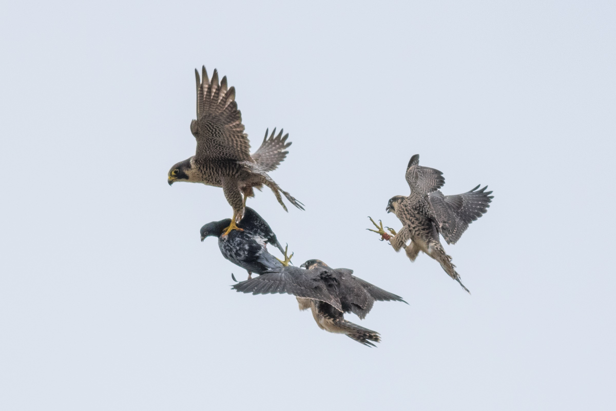 Peregrine Food Drop