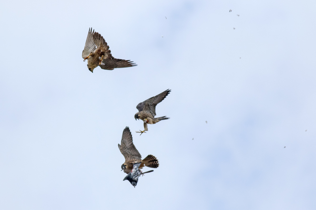 Peregrine Food Drop