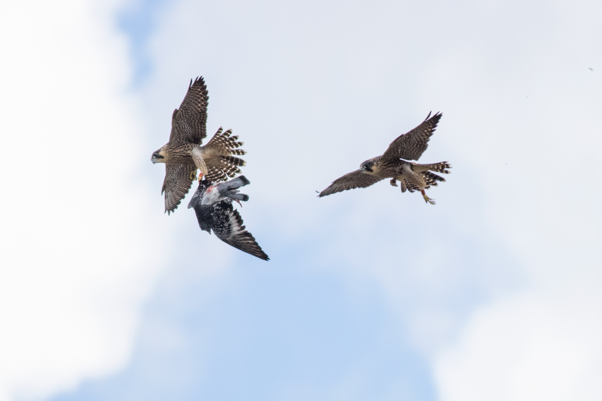 The two juveniles compete for the Pigeon