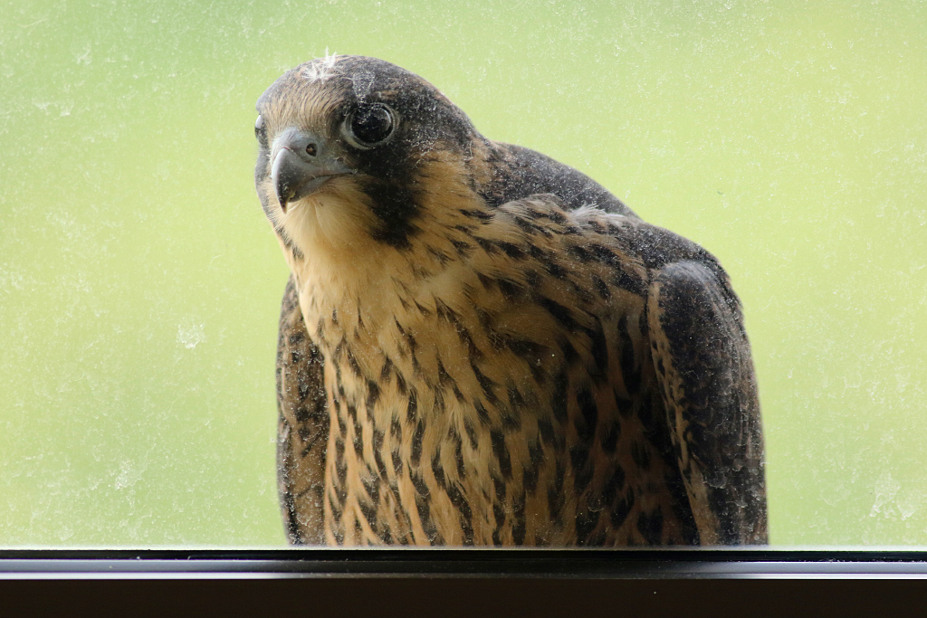 Peregrine at the Window