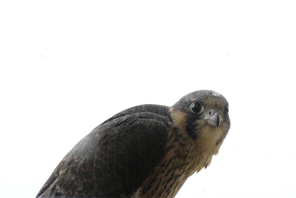 Peregrine at the Window