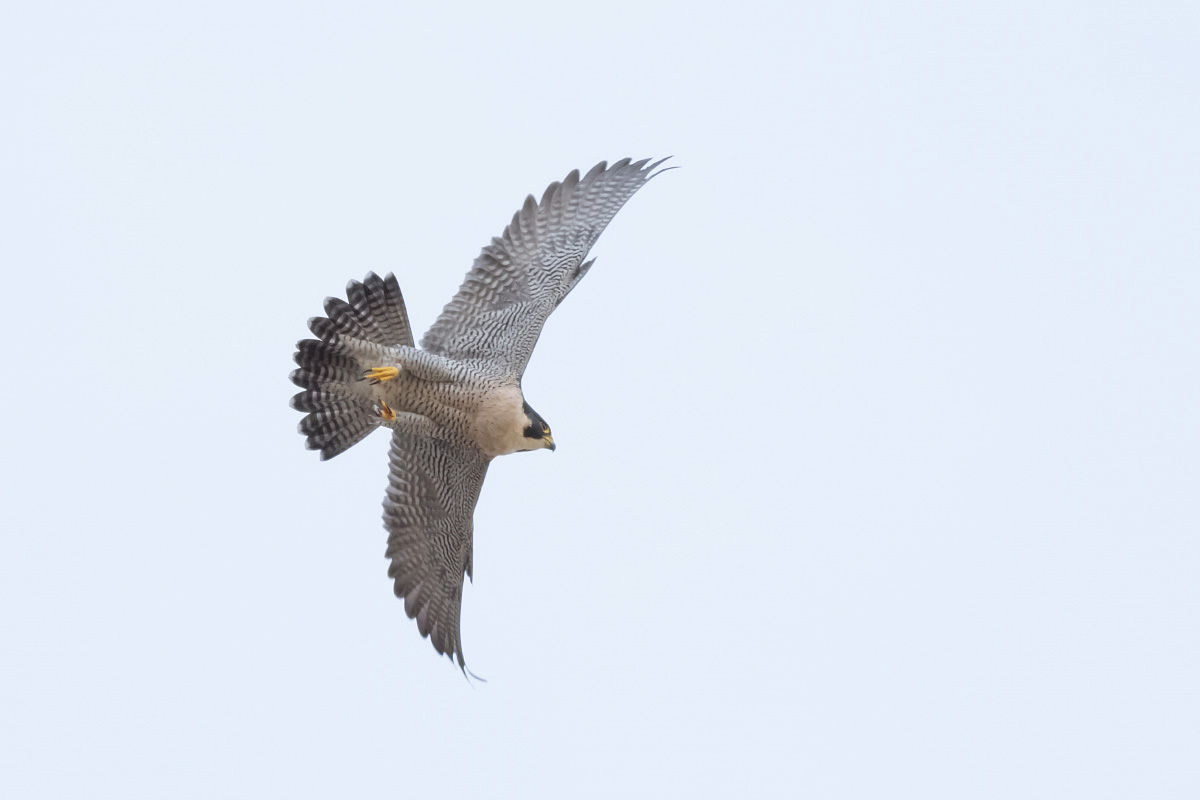 Peregrine