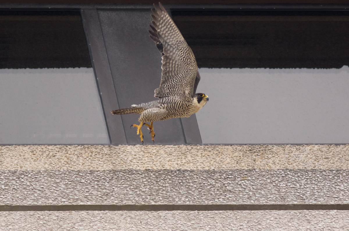 Adult Peregrine on the 9th Floor