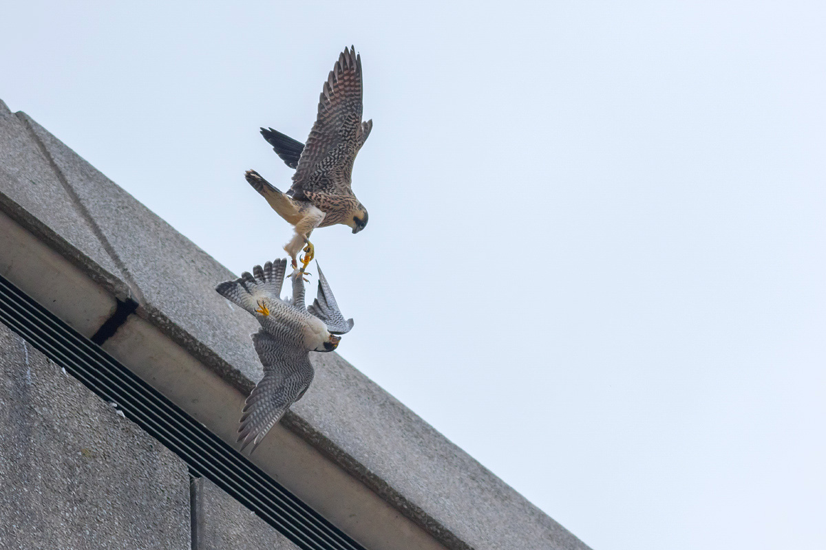 Peregrine Tussle