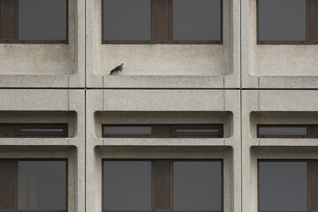 Male Juvenile on the ledge