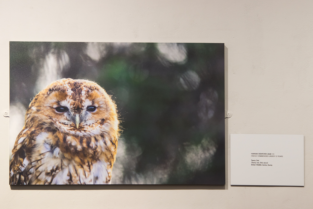 Tawny Owl, Highly Commended, Under 12 Category