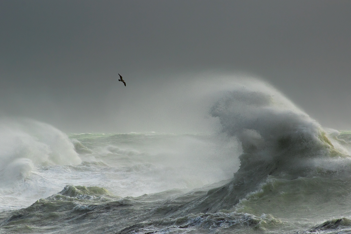 Storm Gull