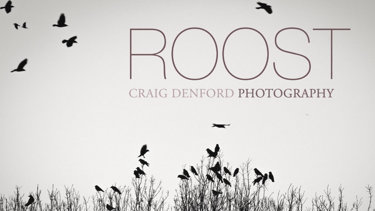 Roost Opening Titles