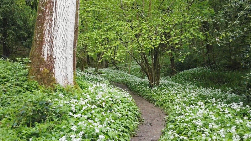 Wild Garlic Video