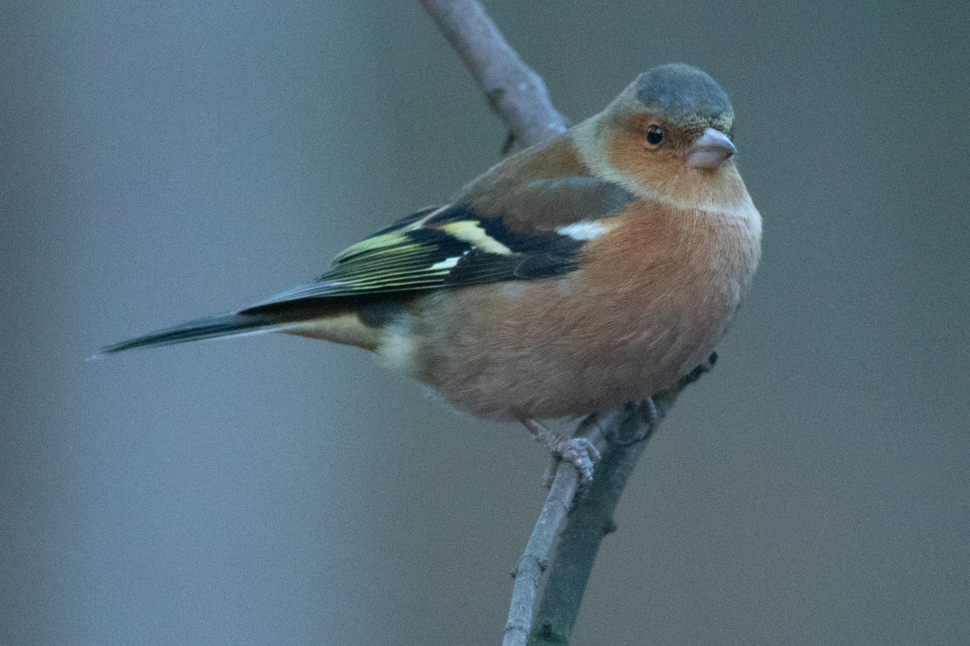 Chaffinch