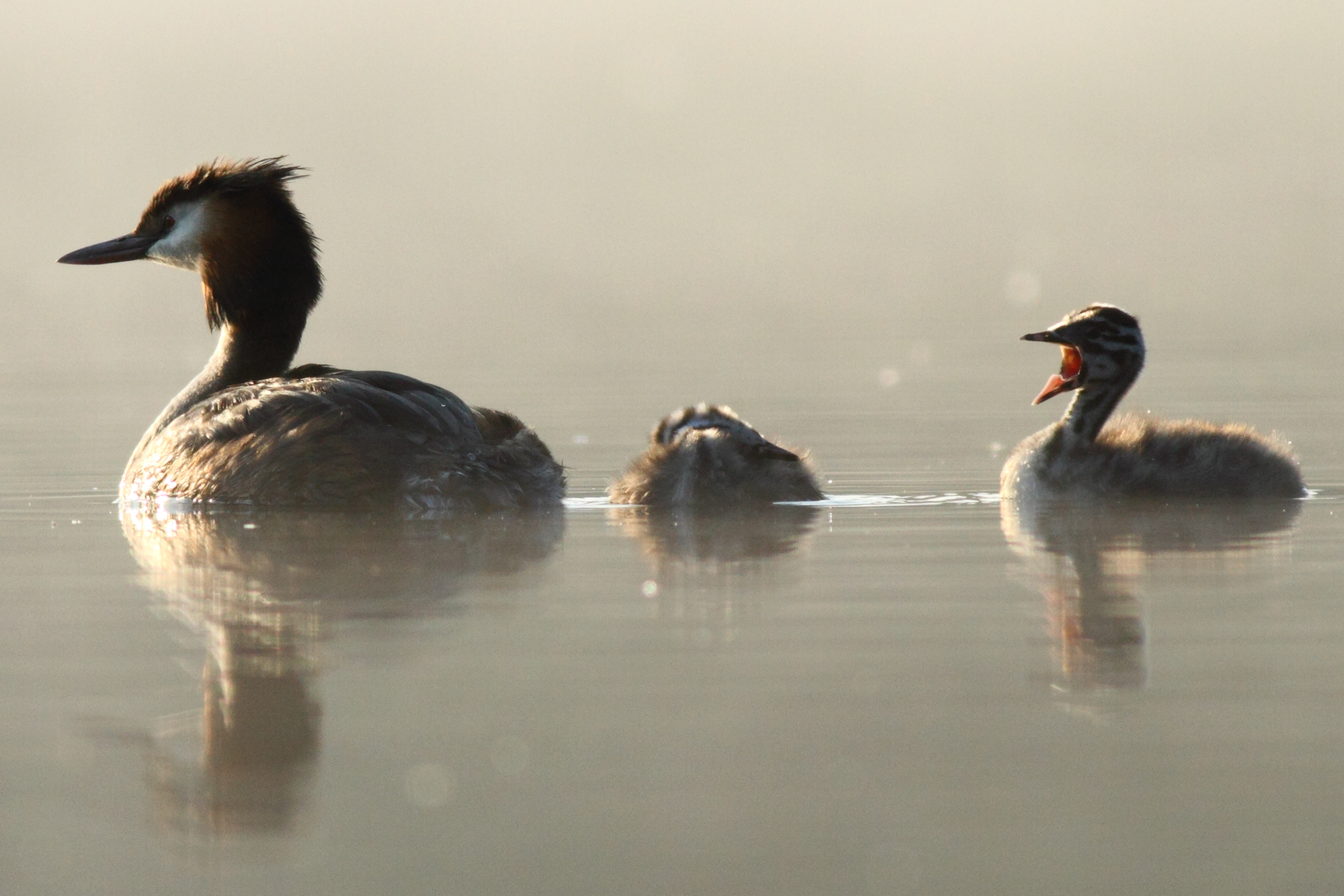 Great Crested Grebe