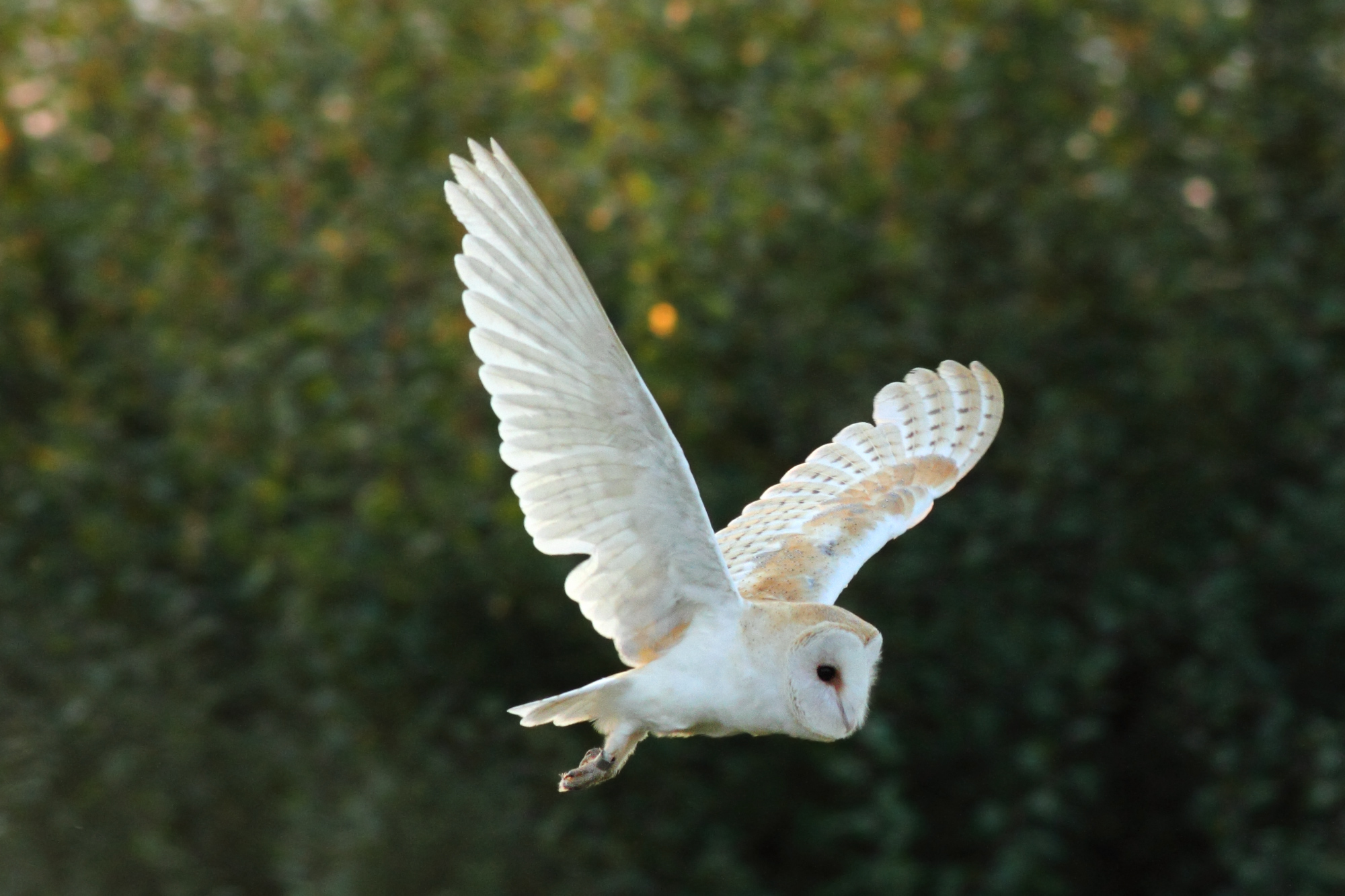 Barn Owl