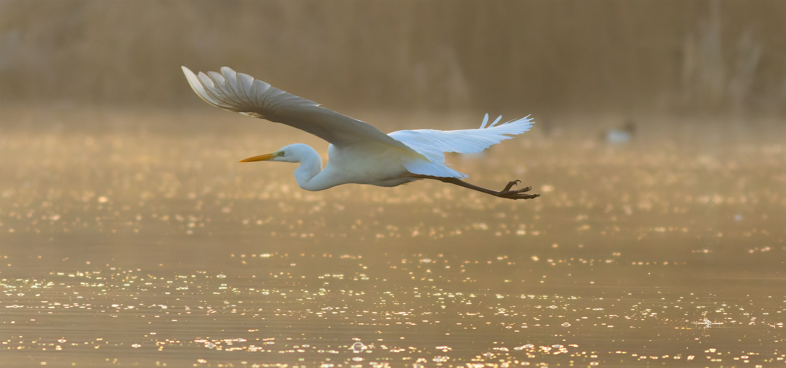 Three Egret