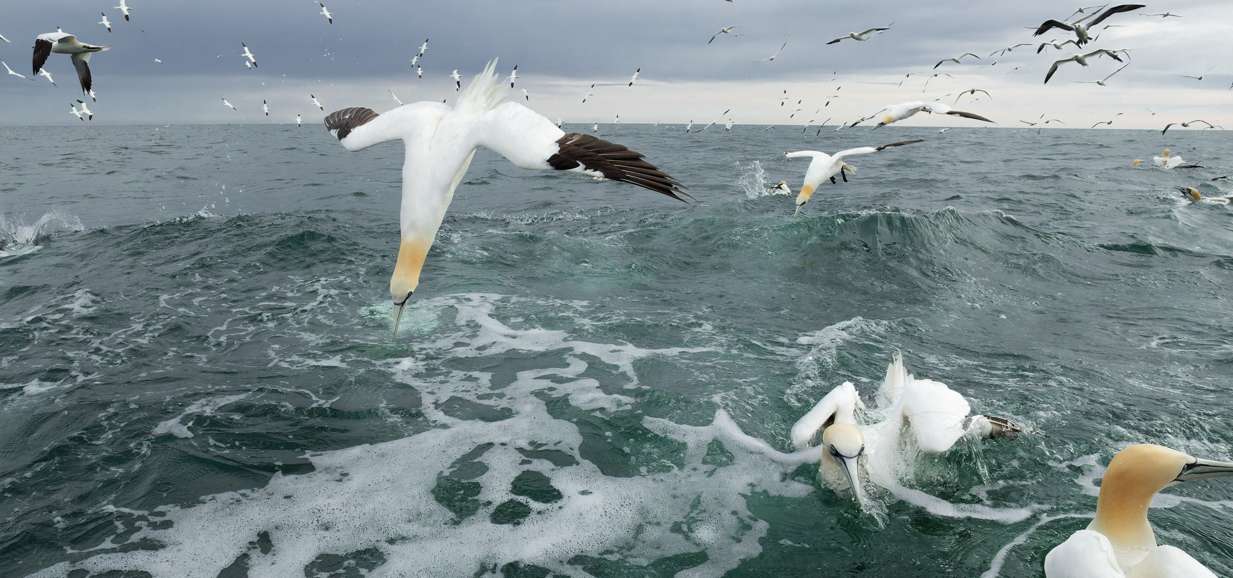 Three Egret