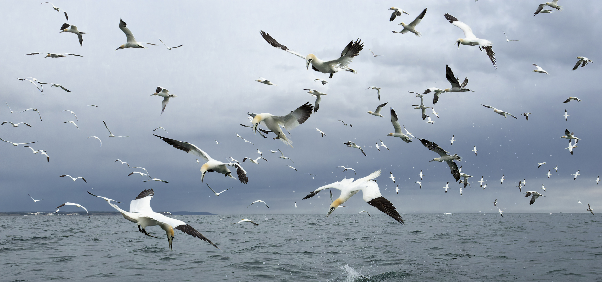 Bempton Cliffs
