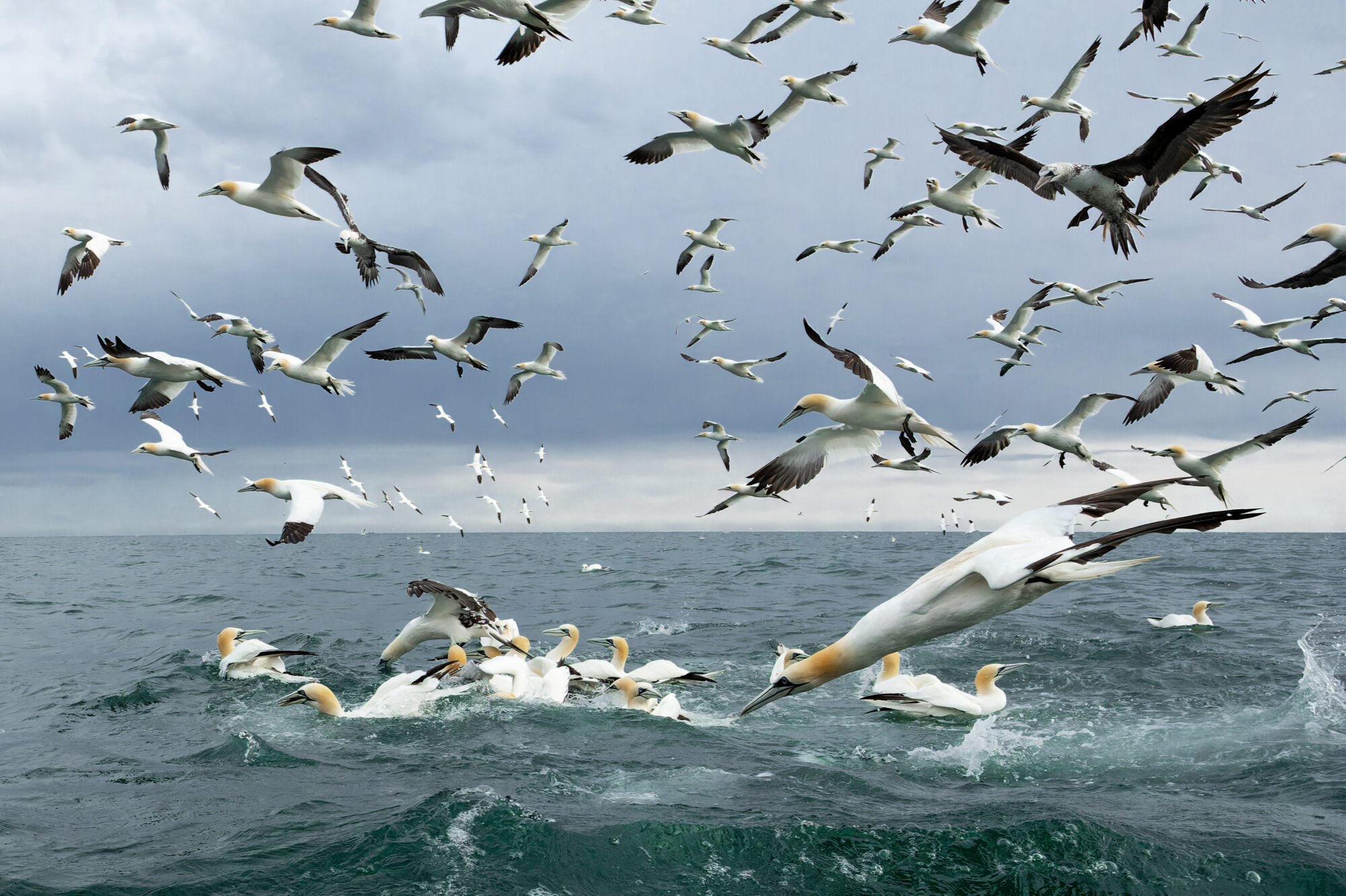 Diving Gannets