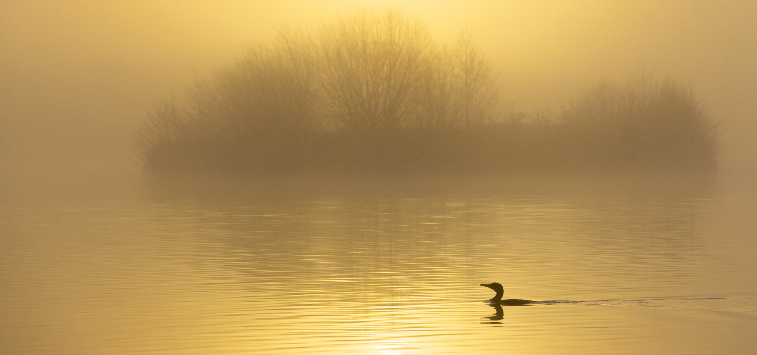 Three Egret